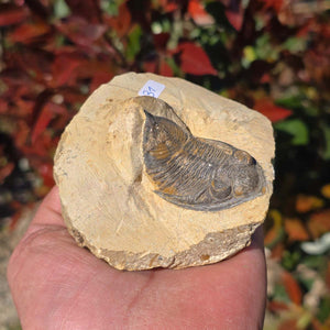 Echter Trilobit auf Muttergestein - Fossil aus Marokko – ca. 350 Mio. J., handpräpariert 9x9x5cm Nr. 31