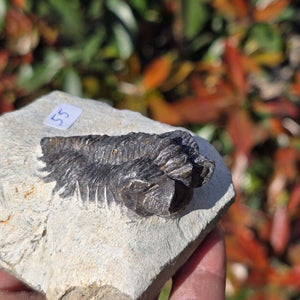 Echter Trilobit auf Muttergestein - Fossil aus Marokko – ca. 350 Mio. J., handpräpariert 8x7x5cm Nr. 55