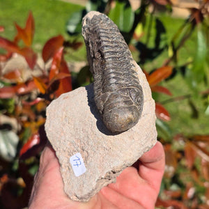 Echter Trilobit auf Muttergestein - Fossil aus Marokko – ca. 350 Mio. J., handpräpariert 10x6x7cm Nr. 17