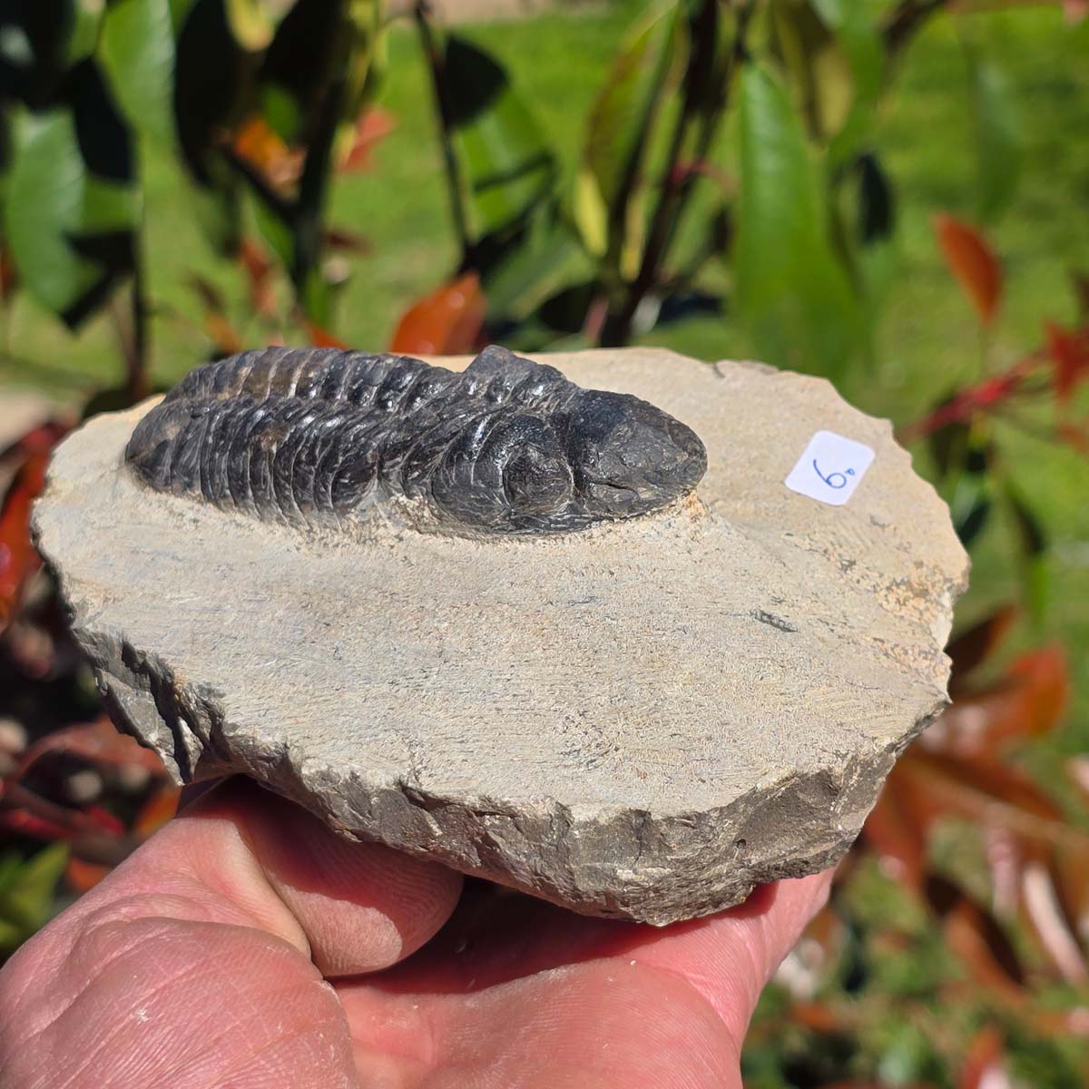 Echter Trilobit auf Muttergestein - Fossil aus Marokko – ca. 350 Mio. J., handpräpariert 13x11x6cm Nr. 6.