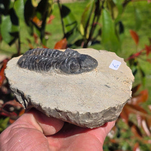 Echter Trilobit auf Muttergestein - Fossil aus Marokko – ca. 350 Mio. J., handpräpariert 13x11x6cm Nr. 6