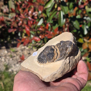Echter Trilobit auf Muttergestein - Fossil aus Marokko – ca. 350 Mio. J., handpräpariert 10x8x5cm Nr. 34 in Hand gehalten.