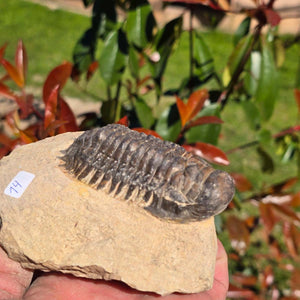 Echter Trilobit auf Muttergestein - Fossil aus Marokko – ca. 350 Mio. J., handpräpariert 11x8x4cm Nr. 14