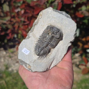 Echter Trilobit auf Muttergestein - Fossil aus Marokko – ca. 350 Mio. J., handpräpariert 12x8x5cm Nr. 33