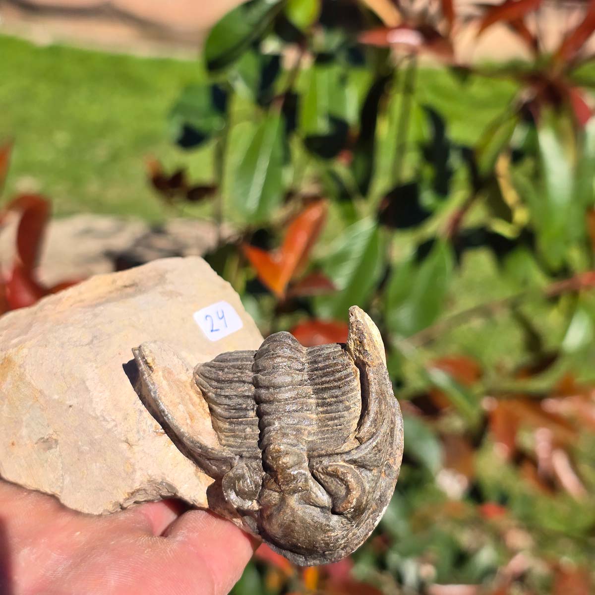 Echter Trilobit auf Muttergestein - Fossil aus Marokko – ca. 350 Mio. J., handpräpariert 13x8x5cm Nr. 24.