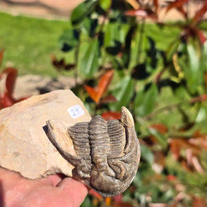Echter Trilobit auf Muttergestein - Fossil aus Marokko – ca. 350 Mio. J., handpräpariert 13x8x5cm Nr. 24.
