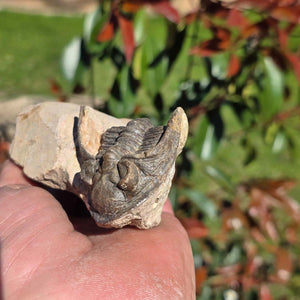 Echter Trilobit auf Muttergestein - Fossil aus Marokko – ca. 350 Mio. J., handpräpariert 13x8x5cm Nr. 24