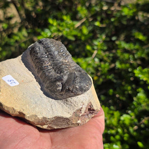 Echter Trilobit auf Muttergestein - Fossil aus Marokko – ca. 350 Mio. J., handpräpariert 10x8x5cm Nr. 28
