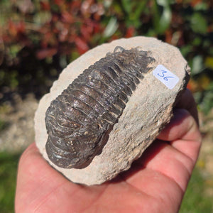 Echter Trilobit auf Muttergestein - Fossil aus Marokko – ca. 350 Mio. J., handpräpariert 10x7x6cm Nr. 36