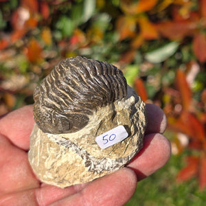 Echter Trilobit auf Muttergestein - Fossil aus Marokko – ca. 350 Mio. J., handpräpariert 6x5x3cm Nr. 50