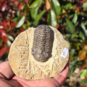 Echter Trilobit auf Muttergestein - Fossil aus Marokko – ca. 350 Mio. J., handpräpariert 9x8x3cm Nr. 47