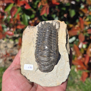 Echter Trilobit auf Muttergestein - Fossil aus Marokko – ca. 350 Mio. J., handpräpariert 10x7x5cm Nr. 41.