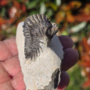 Echter Trilobit auf Muttergestein - Fossil aus Marokko – ca. 350 Mio. J., handpräpariert 9x4x5cm Nr. 52.