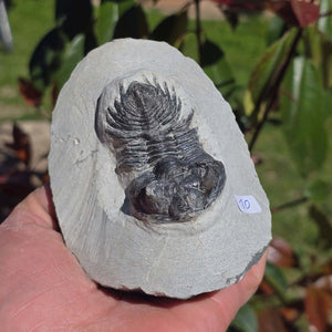 Echter Trilobit auf Muttergestein - Fossil aus Marokko – ca. 350 Mio. J., handpräpariert 11x8x6cm Nr. 10
