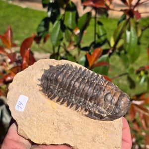 Echter Trilobit auf Muttergestein - Fossil aus Marokko – ca. 350 Mio. J., handpräpariert 11x8x4cm Nr. 14, detailreiche Darstellung.