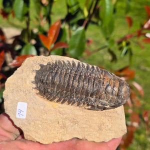 Echter Trilobit auf Muttergestein - Fossil aus Marokko – ca. 350 Mio. J., handpräpariert 11x8x4cm Nr. 14.