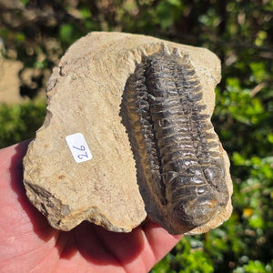 Echter Trilobit auf Muttergestein - Fossil aus Marokko – ca. 350 Mio. J., handpräpariert 11x9x4cm Nr. 26.