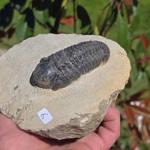Echter Trilobit auf Muttergestein - Fossil aus Marokko – ca. 350 Mio. J., handpräpariert 13x11x6cm Nr. 6.