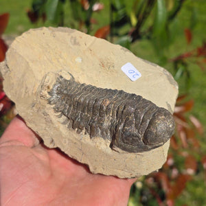 Echter Trilobit auf Muttergestein - Fossil aus Marokko – ca. 350 Mio. J., handpräpariert 13x9x7cm Nr. 20.