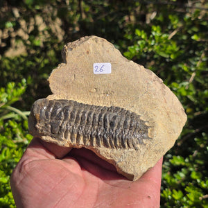 Echter Trilobit auf Muttergestein - Fossil aus Marokko – ca. 350 Mio. J., handpräpariert 11x9x4cm Nr. 26
