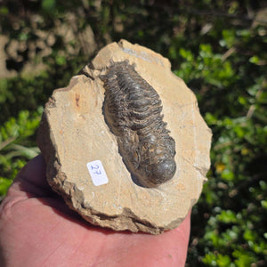 Echter Trilobit auf Muttergestein - Fossil aus Marokko – ca. 350 Mio. J., handpräpariert 11x10x5cm Nr. 27