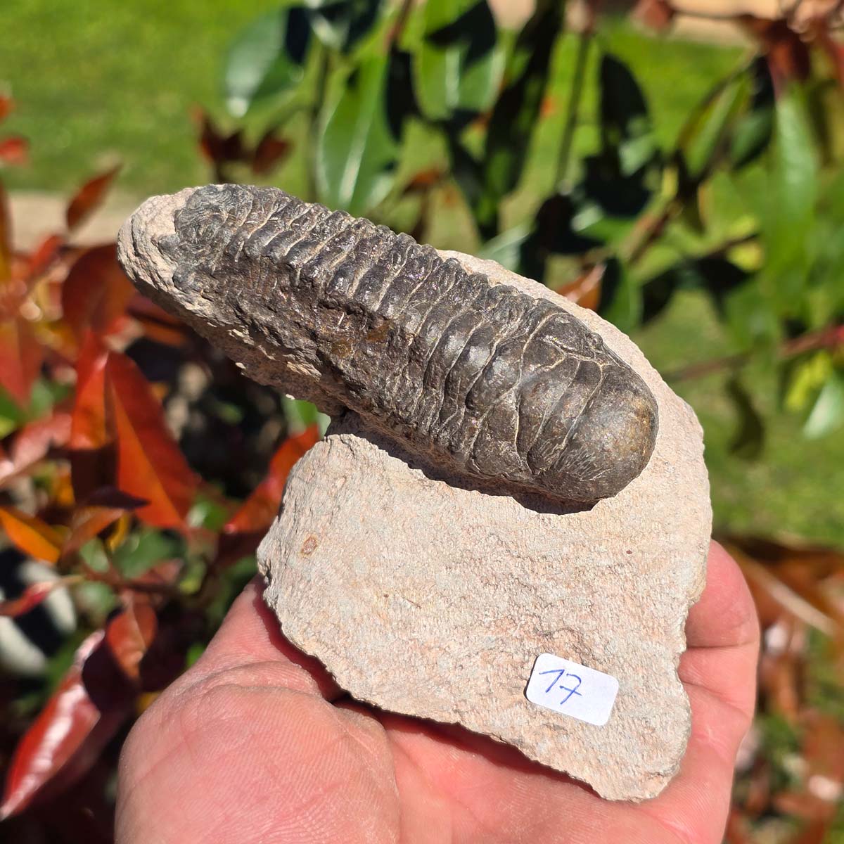 Echter Trilobit auf Muttergestein - Fossil aus Marokko – ca. 350 Mio. J., handpräpariert 10x6x7cm Nr. 17.
