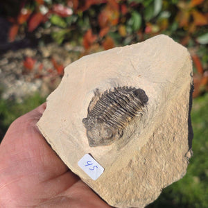 Echter Trilobit auf Muttergestein - Fossil aus Marokko – ca. 350 Mio. J., handpräpariert 10x10x5cm Nr. 45 in Hand.