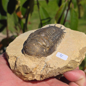 Echter Trilobit auf Muttergestein - Fossil aus Marokko – ca. 350 Mio. J., handpräpariert 11x9x5cm Nr. 4.