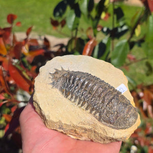 Echter Trilobit auf Muttergestein - Fossil aus Marokko – ca. 350 Mio. J., handpräpariert 11x10x6cm Nr. 12.