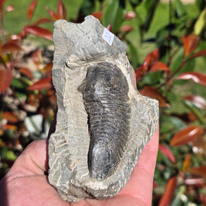Echter Trilobit auf Muttergestein - Fossil aus Marokko – ca. 350 Mio. J., handpräpariert 11x7x4cm Nr. 22