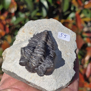 Echter Trilobit auf Muttergestein - Fossil aus Marokko – ca. 350 Mio. J., handpräpariert 8x7x5cm Nr. 55.
