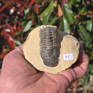 Echter Trilobit auf Muttergestein - Fossil aus Marokko – ca. 350 Mio. J., handpräpariert 7x8x4cm Nr. 48.