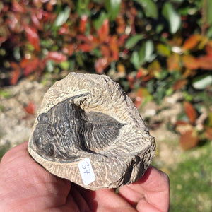 Echter Trilobit auf Muttergestein - Fossil aus Marokko – ca. 350 Mio. J., handpräpariert 8x7x5cm Nr. 37.