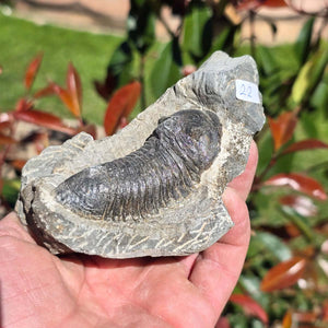 Echter Trilobit auf Muttergestein - Fossil aus Marokko – ca. 350 Mio. J., handpräpariert 11x7x4cm Nr. 22.