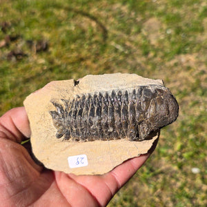 Echter Trilobit auf Muttergestein - Fossil aus Marokko – ca. 350 Mio. J., handpräpariert 11x7x5cm Nr. 29