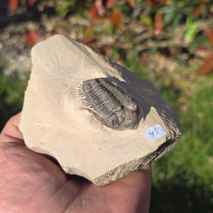 Echter Trilobit auf Muttergestein - Fossil aus Marokko – ca. 350 Mio. J., handpräpariert 10x10x5cm Nr. 45.