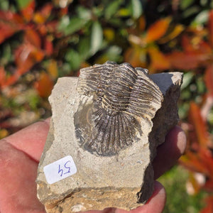 Echter Trilobit auf Muttergestein - Fossil aus Marokko – ca. 350 Mio. J., handpräpariert 8x6x5cm Nr. 54.