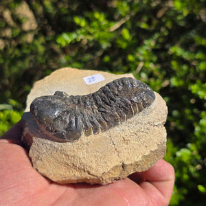 Echter Trilobit auf Muttergestein - Fossil aus Marokko – ca. 350 Mio. J., handpräpariert 10x8x5cm Nr. 28.