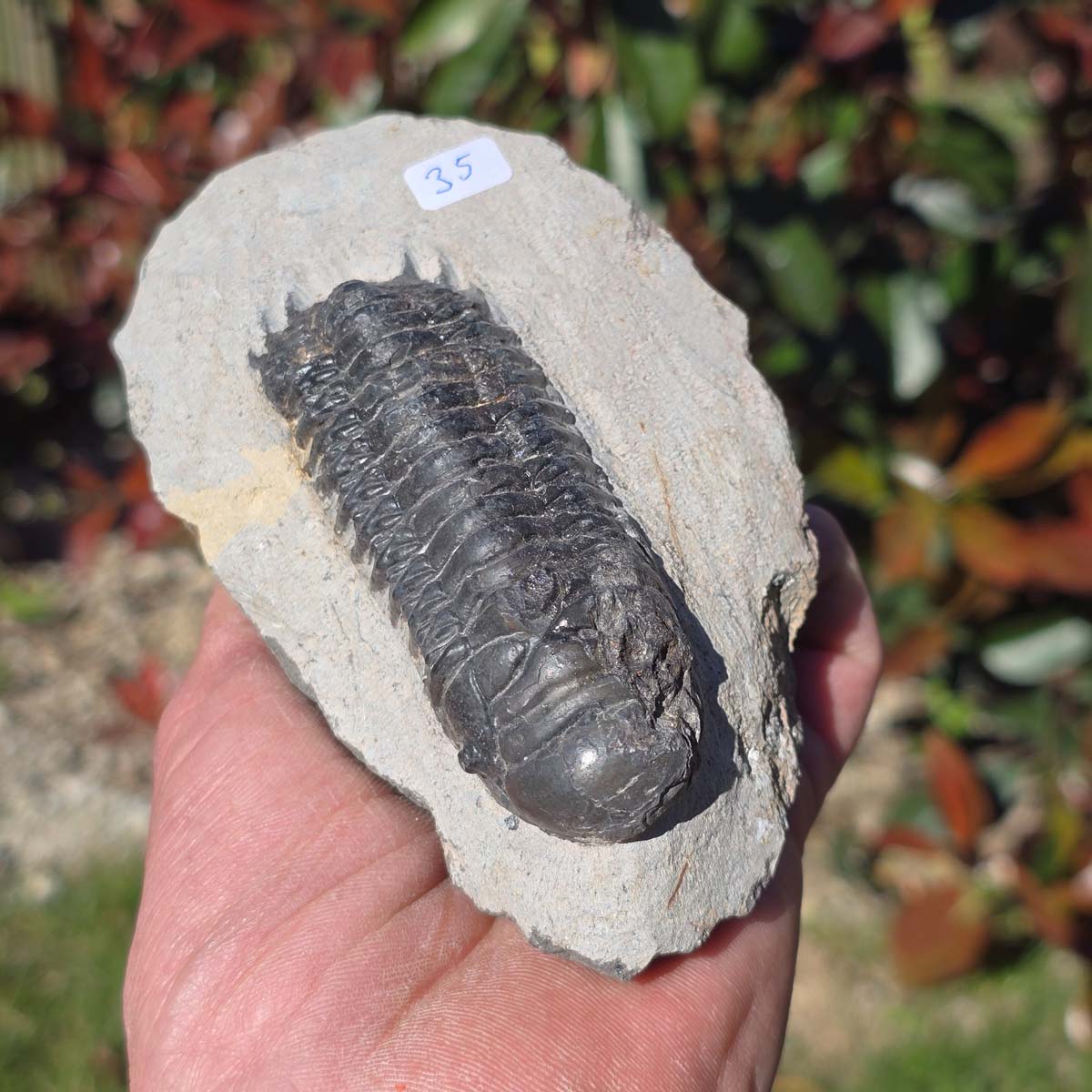 Echter Trilobit auf Muttergestein - Fossil aus Marokko – ca. 350 Mio. J., handpräpariert 12x8x5cm Nr. 35