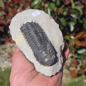 Echter Trilobit auf Muttergestein - Fossil aus Marokko – ca. 350 Mio. J., handpräpariert 12x8x5cm Nr. 35.