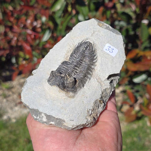 Echter Trilobit auf Muttergestein - Fossil aus Marokko – ca. 350 Mio. J., handpräpariert 12x8x5cm Nr. 33.