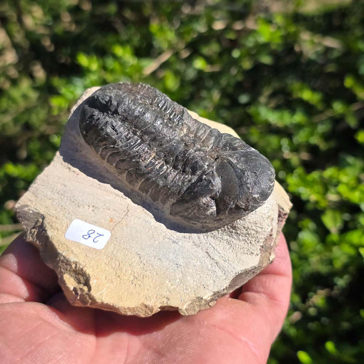 Echter Trilobit auf Muttergestein - Fossil aus Marokko – ca. 350 Mio. J., handpräpariert 10x8x5cm Nr. 28.
