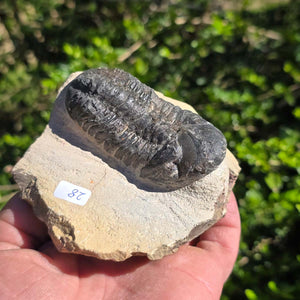 Echter Trilobit auf Muttergestein - Fossil aus Marokko – ca. 350 Mio. J., handpräpariert 10x8x5cm Nr. 28