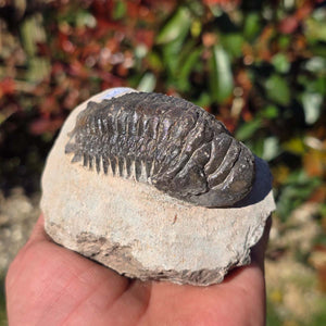 Echter Trilobit auf Muttergestein - Fossil aus Marokko – ca. 350 Mio. J., handpräpariert 10x7x6cm Nr. 36