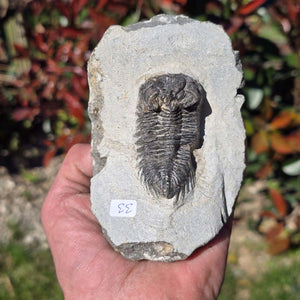 Echter Trilobit auf Muttergestein - Fossil aus Marokko – ca. 350 Mio. J., handpräpariert 12x8x5cm Nr. 33