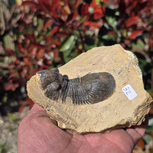 Echter Trilobit auf Muttergestein - Fossil aus Marokko – ca. 350 Mio. J., handpräpariert 10x9x5cm Nr. 32