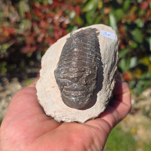 Echter Trilobit auf Muttergestein - Fossil aus Marokko – ca. 350 Mio. J., handpräpariert 10x7x6cm Nr. 36 in Hand gehalten