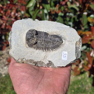 Echter Trilobit auf Muttergestein - Fossil aus Marokko – ca. 350 Mio. J., handpräpariert 12x8x5cm Nr. 33.
