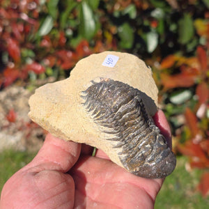 Echter Trilobit auf Muttergestein - Fossil aus Marokko – ca. 350 Mio. J., handpräpariert 8x10x4cm Nr. 40.