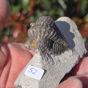 Echter Trilobit auf Muttergestein - Fossil aus Marokko – ca. 350 Mio. J., handpräpariert 9x4x5cm Nr. 52.